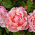 Rose - Rosiers lianes - Albertine